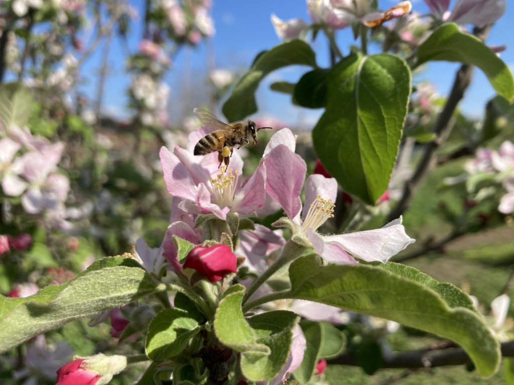 אבישי פרידמן | מה זה פרמקלצ'ר ואיך זה מתחבר לאדריכלות נוף?