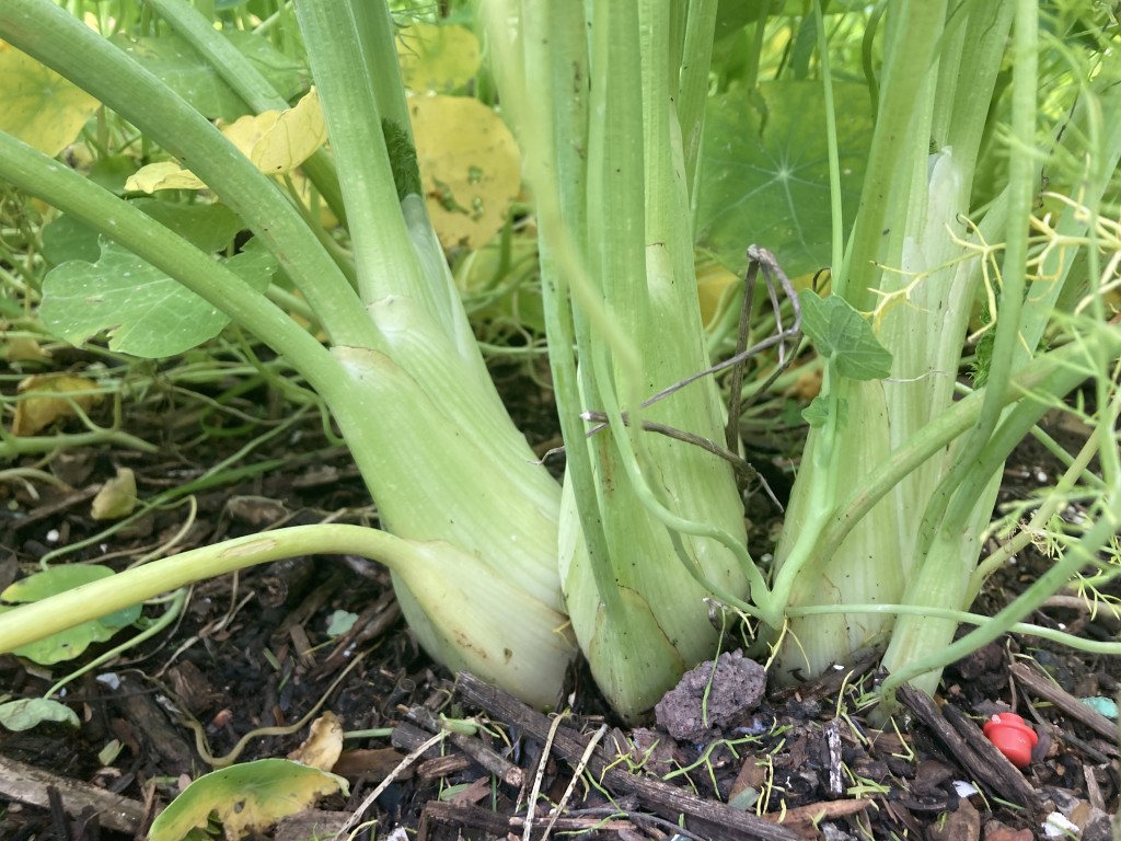 אבישי פרידמן | מה זה פרמקלצ'ר ואיך זה מתחבר לאדריכלות נוף?