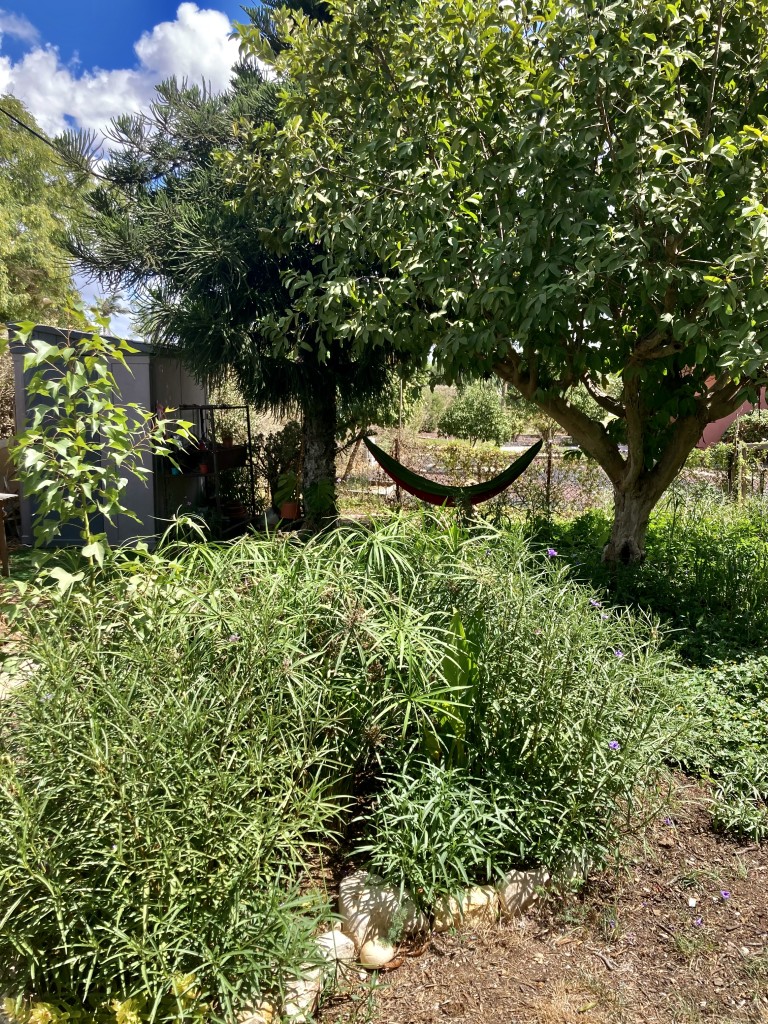 אבישי פרידמן | מה זה פרמקלצ'ר ואיך זה מתחבר לאדריכלות נוף?