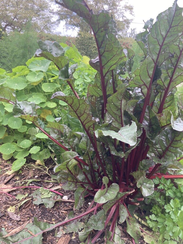 אבישי פרידמן | מה זה פרמקלצ'ר ואיך זה מתחבר לאדריכלות נוף?